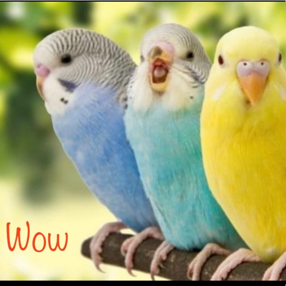 Meet your Posher, Liliam